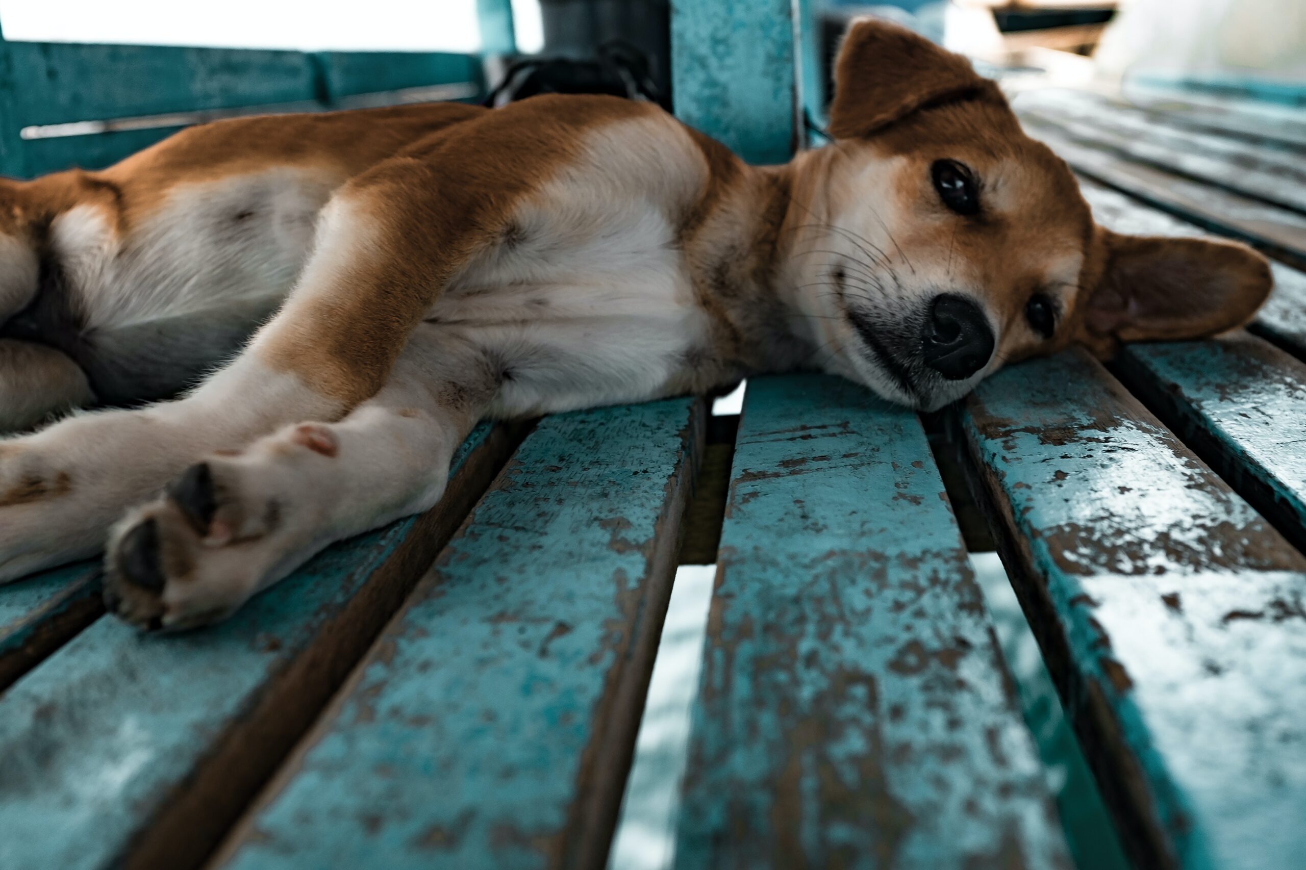 犬の膿皮症とは？治すのにかかる時間と料金