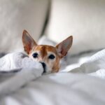 犬の耳垢どうしてる？掃除は必要？正常な耳垢と注意が必要な耳垢の特徴