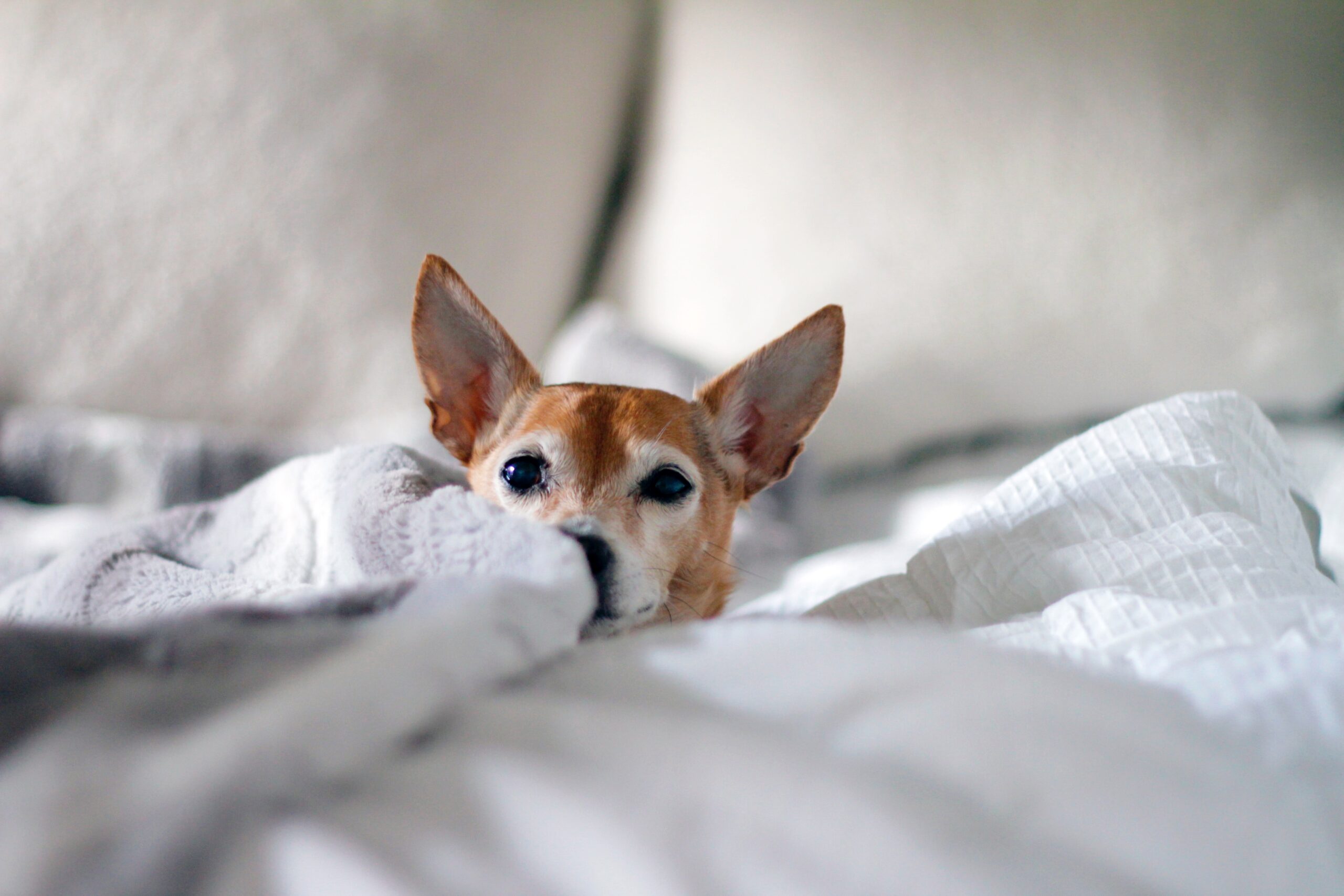 犬の耳垢どうしてる？掃除は必要？正常な耳垢と注意が必要な耳垢の特徴