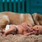 犬が赤ちゃんを守る！関係性と気をつける4つのポイント