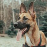 耳の動きで分かる愛犬の気持ち。怒っている？喜んでいる？