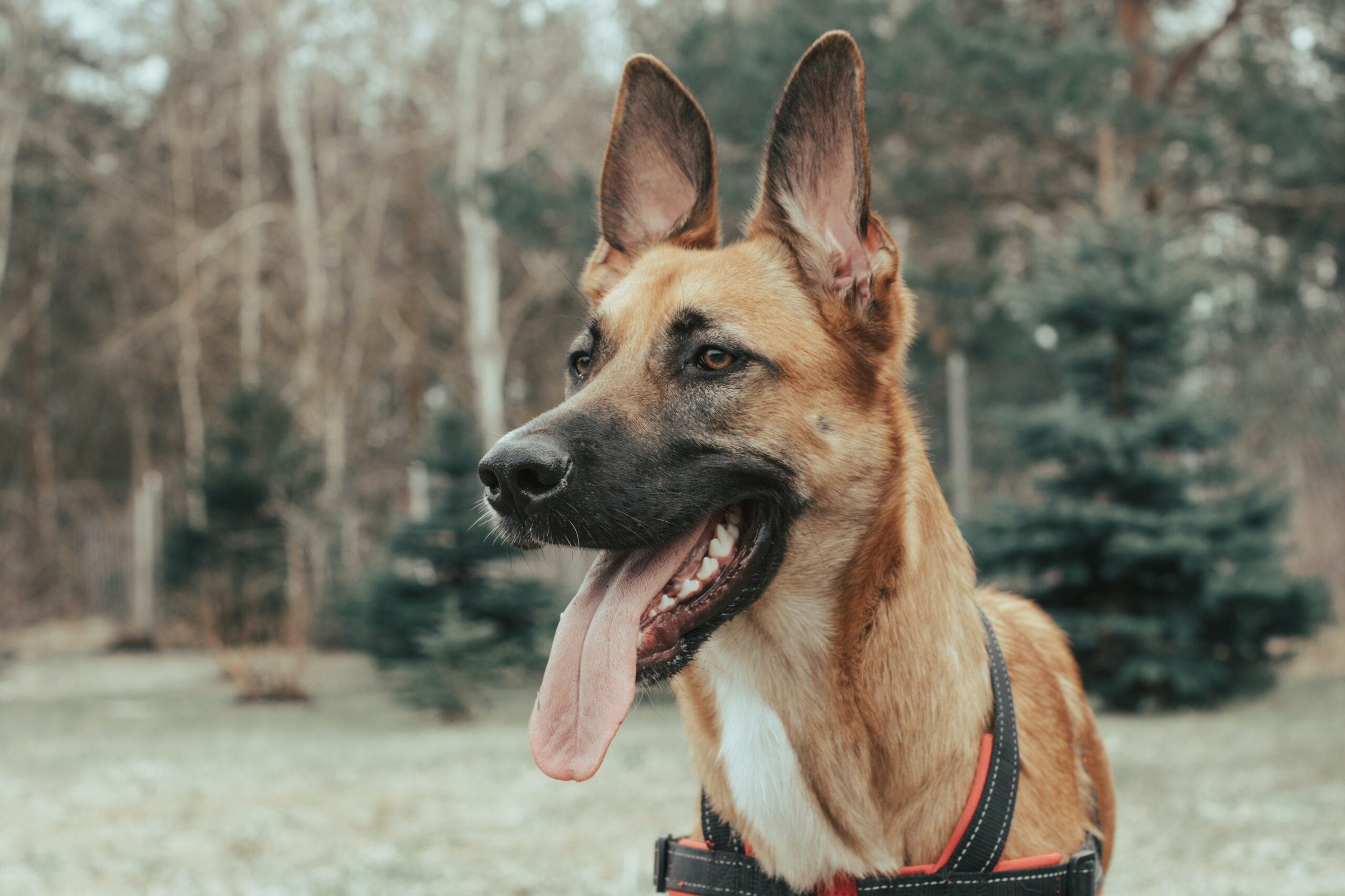 耳の動きで分かる愛犬の気持ち。怒っている？喜んでいる？