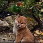 かわいい柴犬の赤ちゃんをどのように育てる？柴犬の成長過程