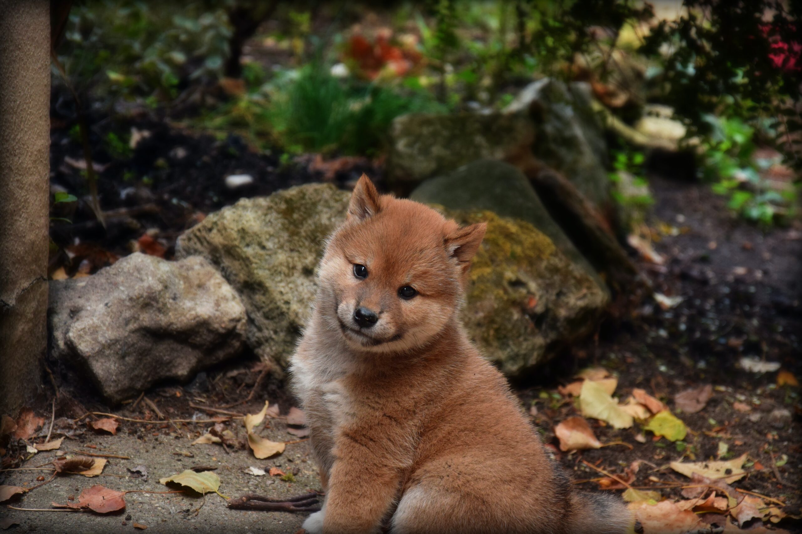 かわいい柴犬の赤ちゃんをどのように育てる？柴犬の成長過程