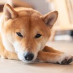 柴犬にヘアカットは必要？正しい手入れの方法