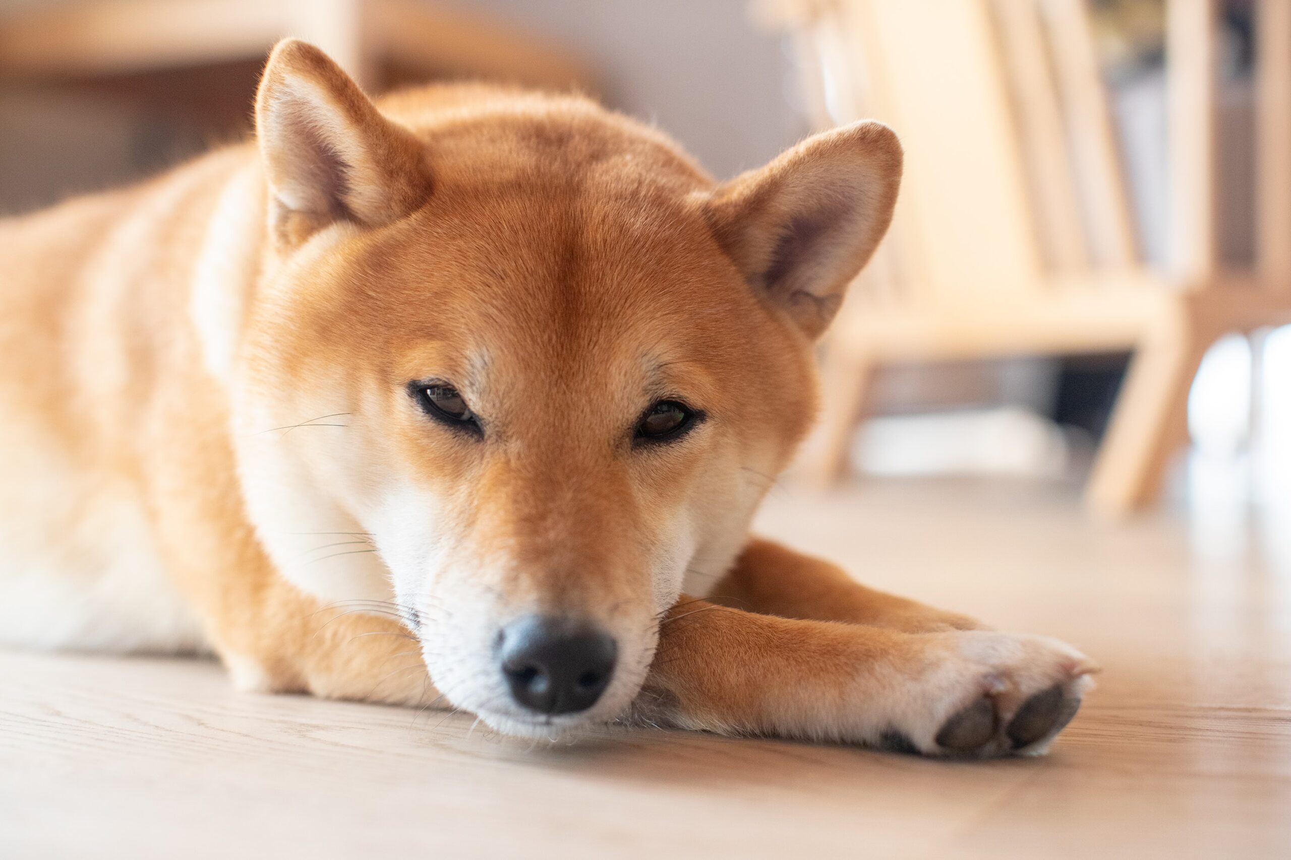 柴犬にヘアカットは必要？正しい手入れの方法