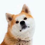 秋田犬の赤ちゃんをどのように育てる？秋田犬の成長過程