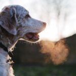 犬の息が荒いのは深刻な問題？原因と対処法