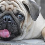 犬のダイエット【食事編】