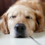 犬に必要な睡眠時間はどのくらい？質の良い睡眠をとるための3つのポイント