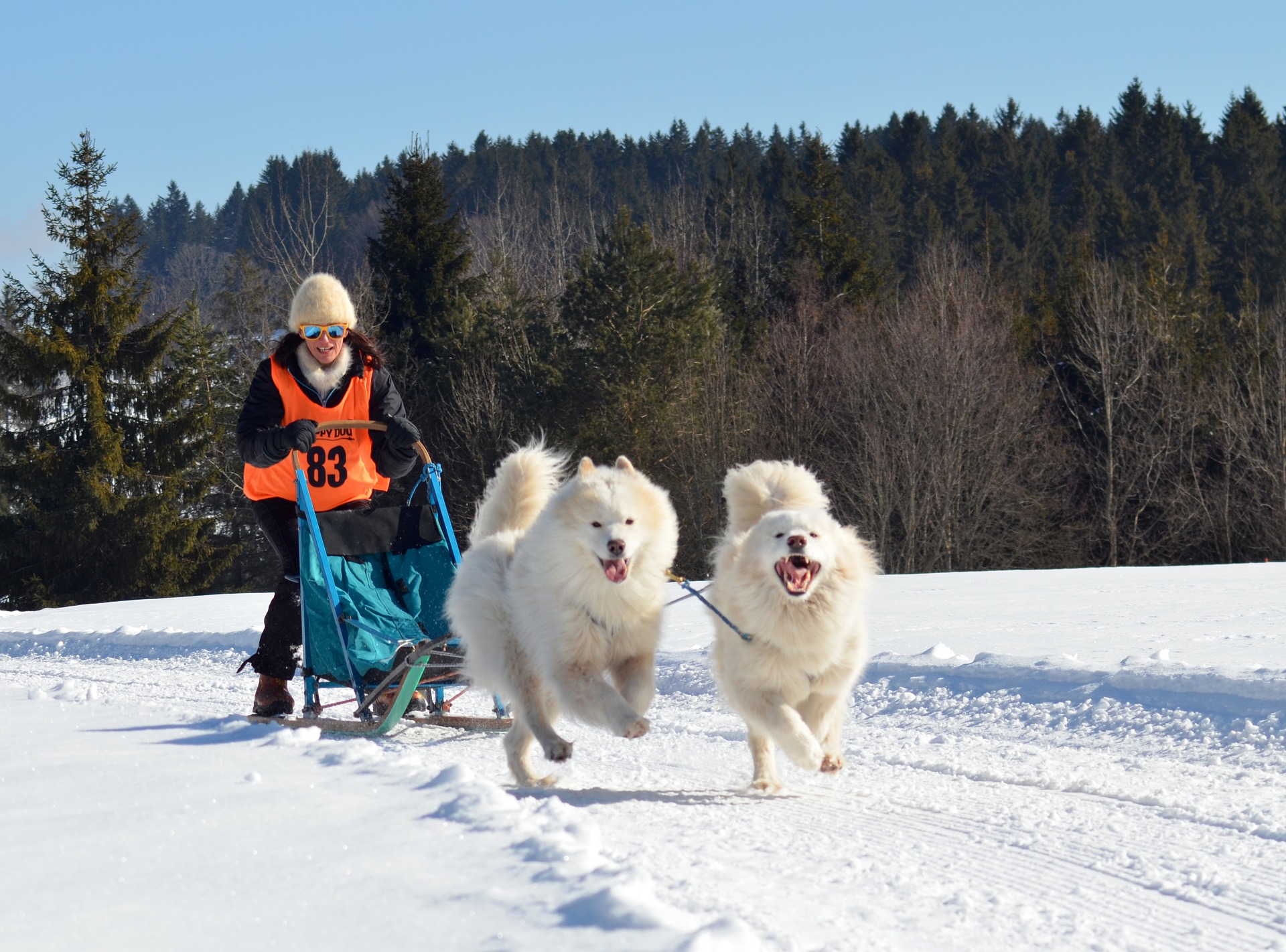 大型犬がかわいいのはなぜ？犬種ごとのかわいい大型犬一覧