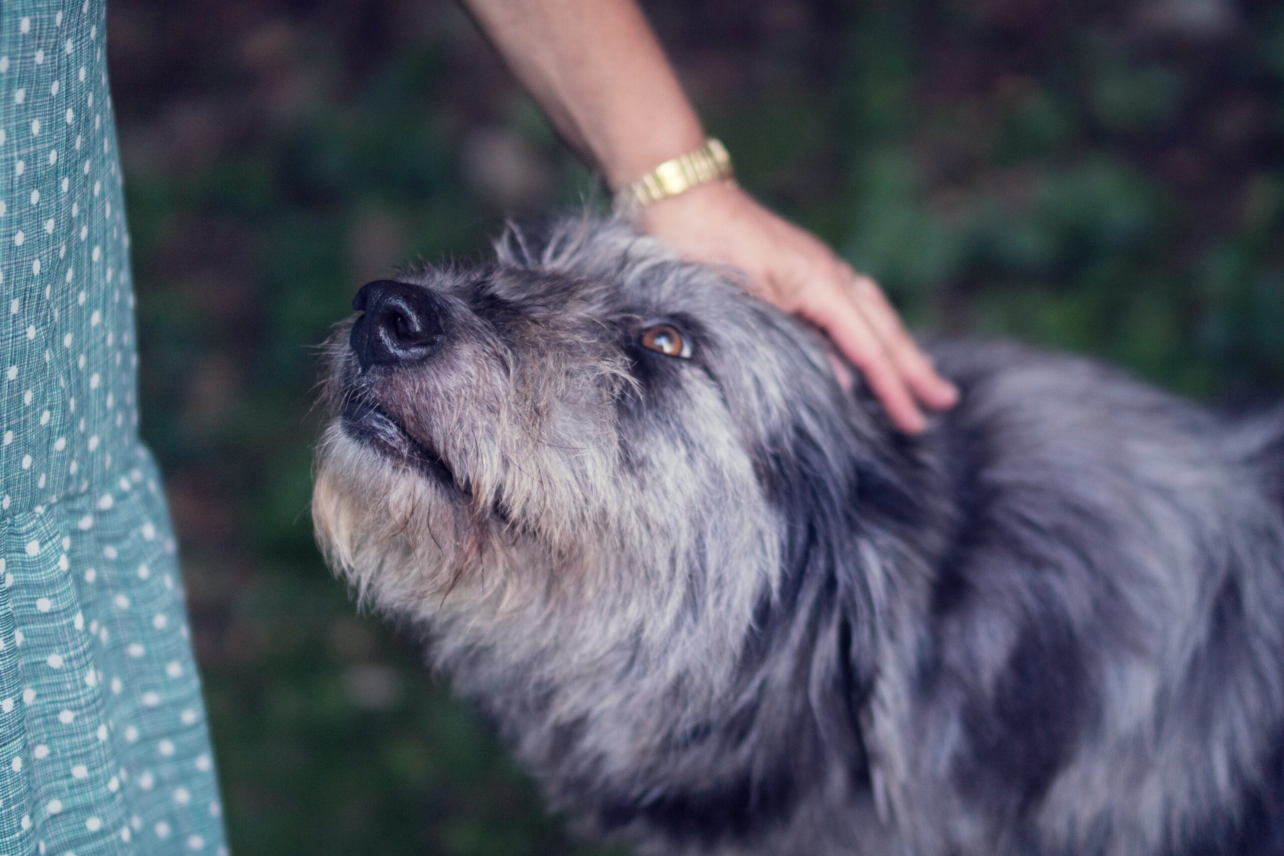 【トリマーが教える】犬のトリミングはどうする？自分でやる方法とサロンに行くべきポイント