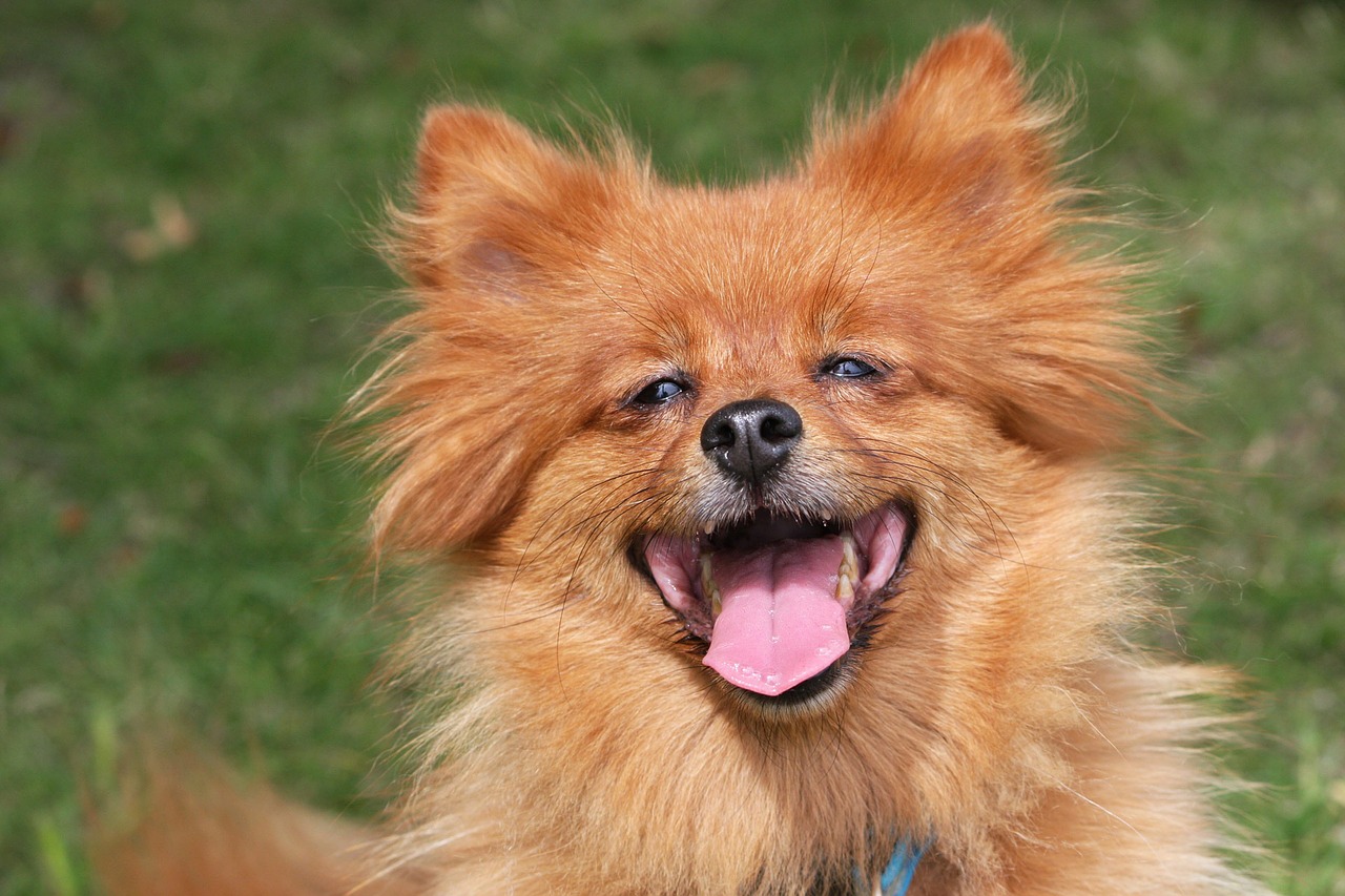 犬のかわいい画像はどこで見れる？かわいい写真の見つけ方