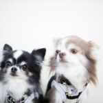 犬の耳掃除、しっかりやってますか？耳掃除のやり方と注意点！