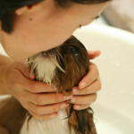 【犬のお風呂】最適な頻度と入れ方を解説！