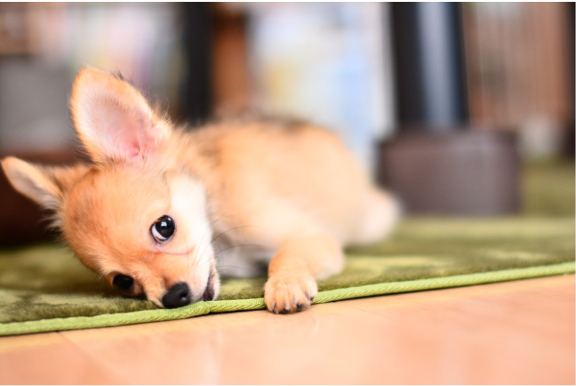 子犬がごはんを食べない時の対処法