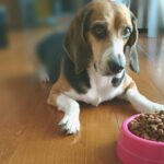 【獣医おすすめ】ドッグフードの選び方！愛犬にぴったりのフードを！