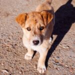 譲渡会ってどんなところ？引き取り条件やメリット