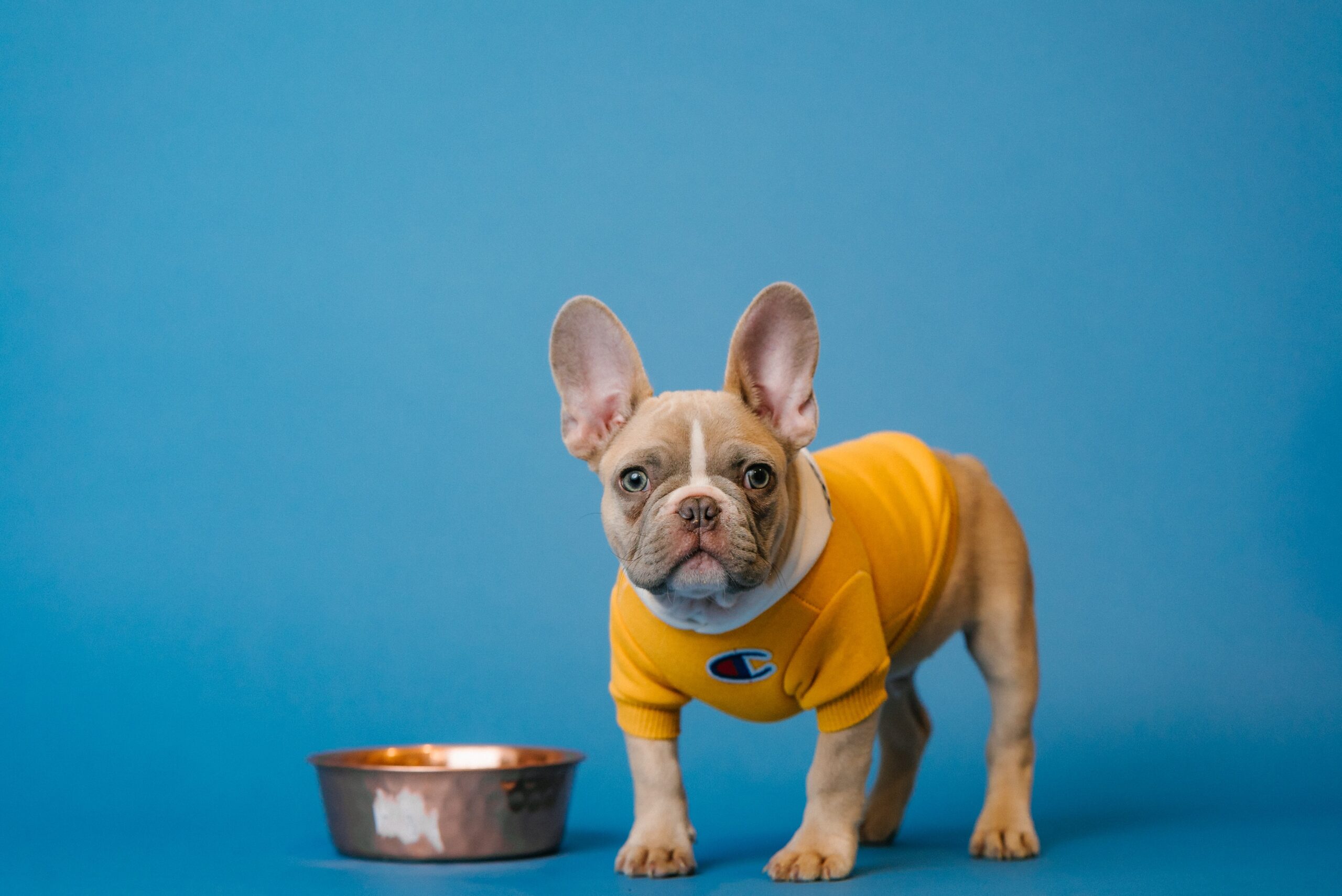 犬の手作りご飯って身体にいいの？与えてはいけないものは？おすすめメニューもご紹介！！