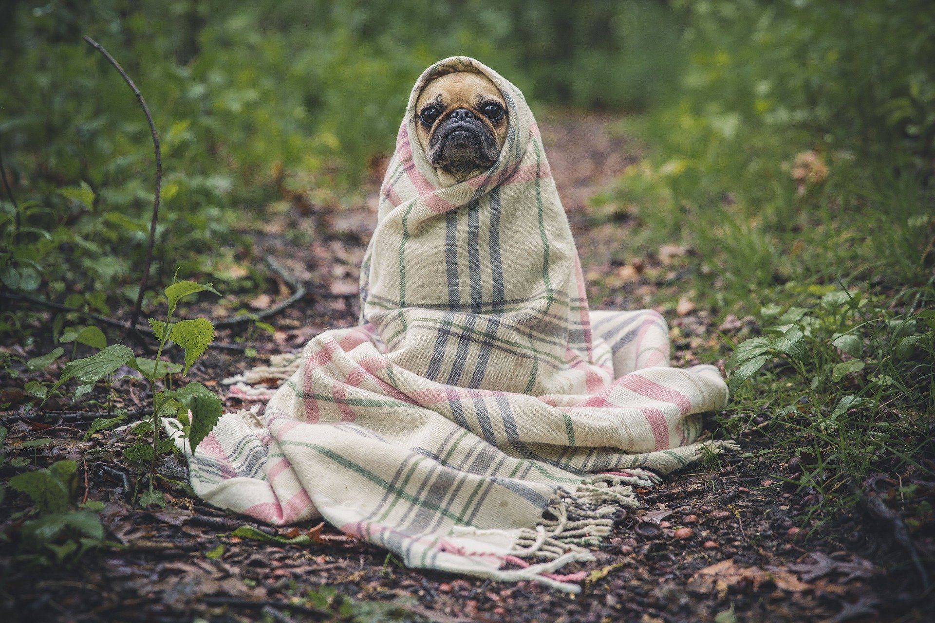 犬の骨折は身近なところに。犬を骨折させない環境づくりをするためには