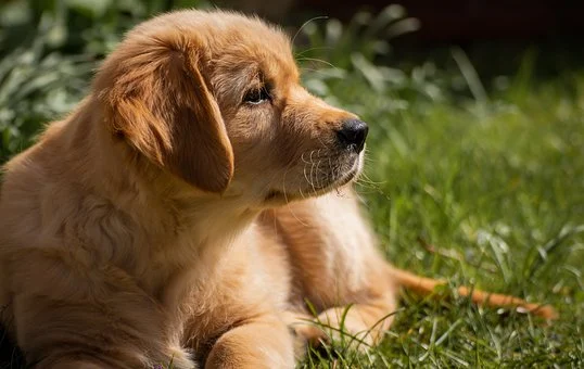 犬がアレルギーを引き起こす原因とは？〜フードについて〜