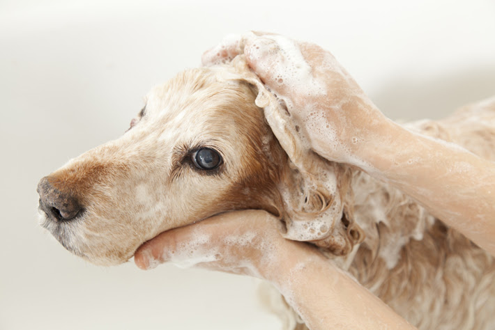 犬のアレルギーは治るものなの？治療や改善、対策方法って？