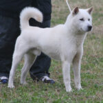 犬（オス）の去勢手術について