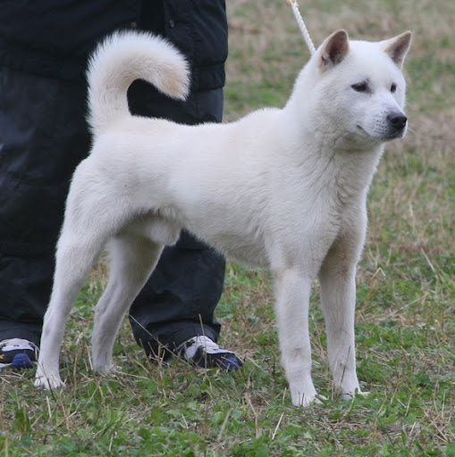 犬（オス）の去勢手術について