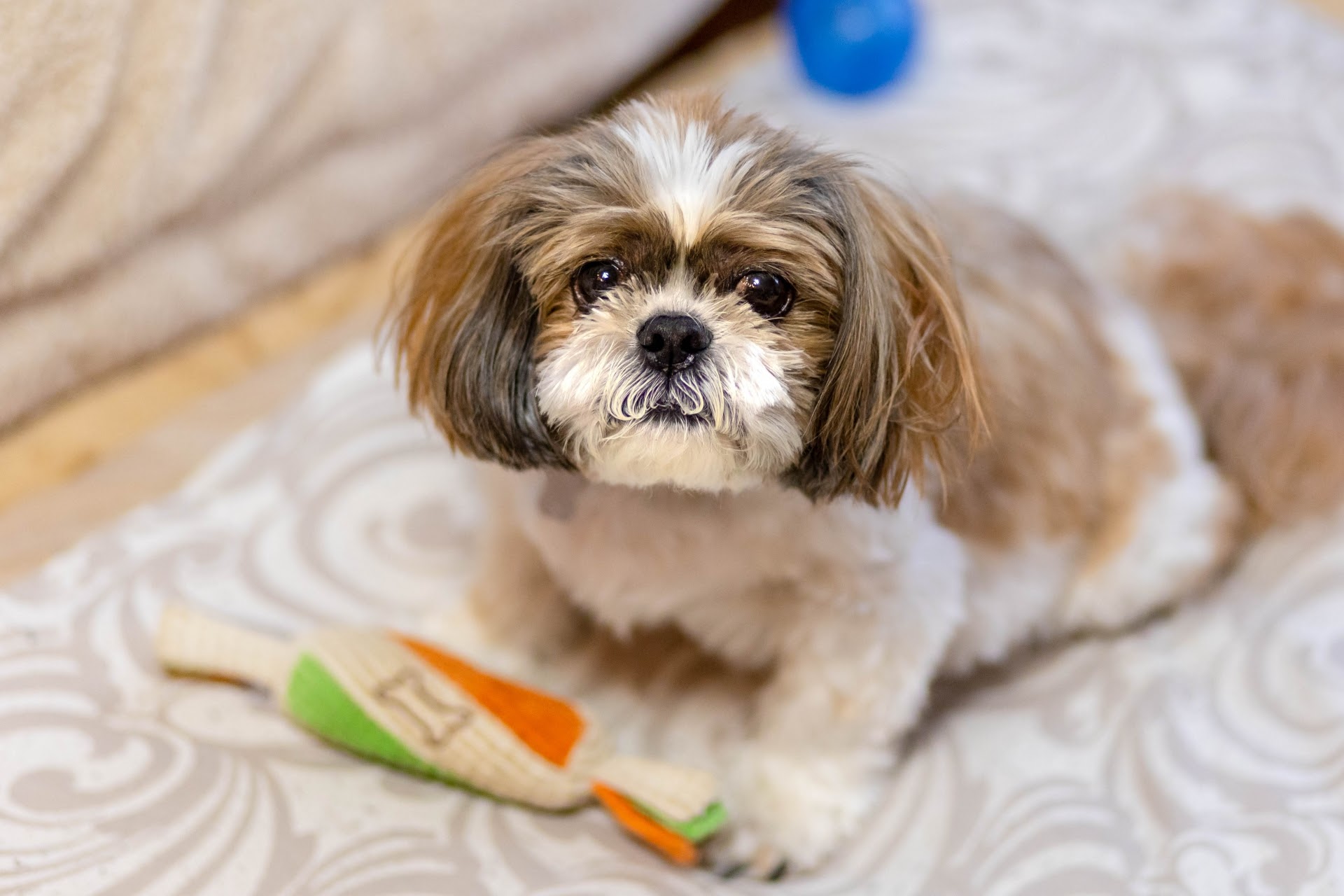 犬アレルギーの検査方法は？種類や費用、期間について