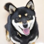 柴犬のかわいい画像で癒される！おすすめ画像9選をご紹介